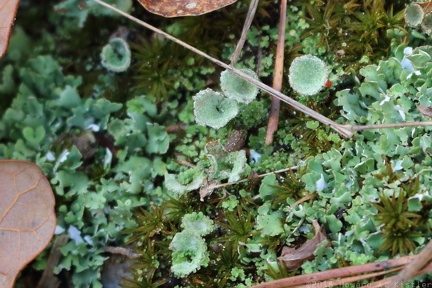 Pixie Cup Lichen
