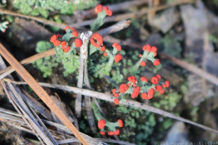 British Soldiers Lichen