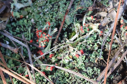 British Soldiers Lichen