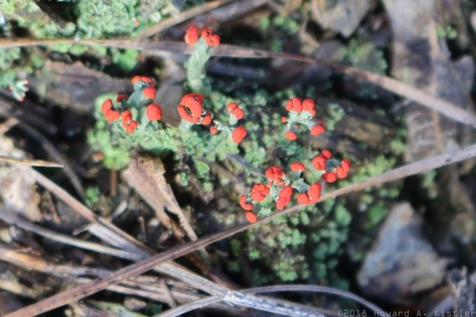 British Soldiers Lichen