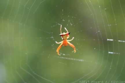 Arrow-shaped Micrathena