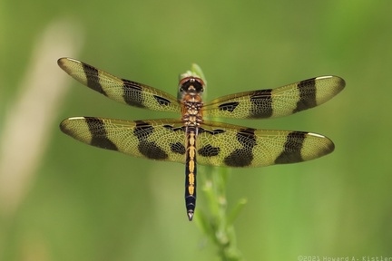 Halloween Pennant