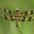 Halloween Pennant