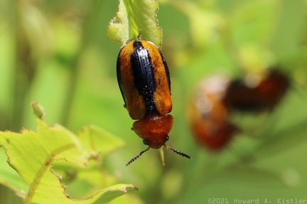 Clay-colored Leaf Beetle