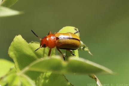 Clay-colored Leaf Beetle