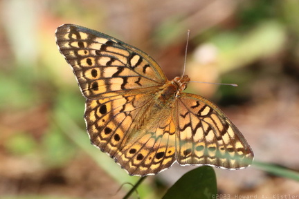 Variegated Fritillary