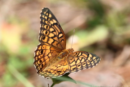 Variegated Fritillary