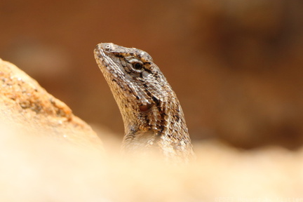 Eastern Fence Lizard