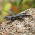 Eastern Fence Lizard