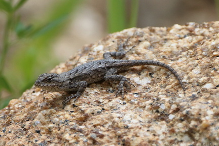 Eastern Fence Lizard