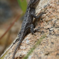 Eastern Fence Lizard