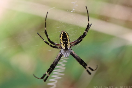 Black-and-Yellow Argiope