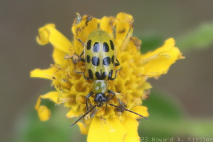 Spotted Cucumber Beetle