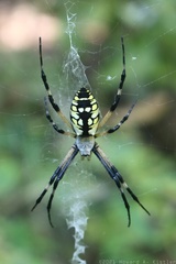 Black-and-Yellow Argiope