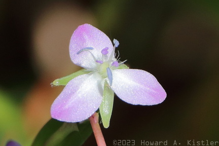 Marsh Dewflower