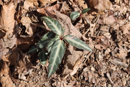 Spotted Wintergreen