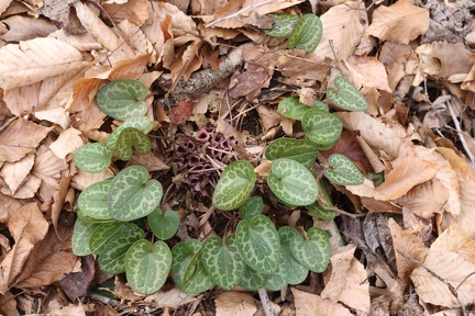 Virginia Heartleaf
