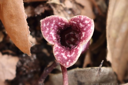 Virginia Heartleaf