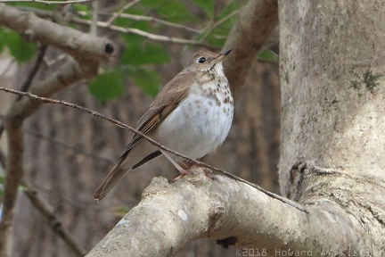 Hermit Thrush