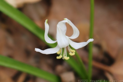 White Siberian Squill