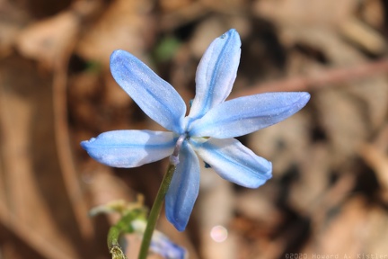 Siberian Squill