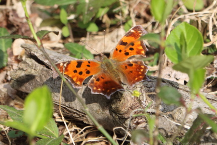 Eastern Comma