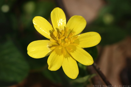 Lesser Celandine