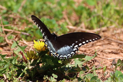 Eastern Black Swallowtail