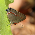 Red-banded Hairstreak
