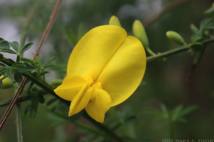 Scotch Broom