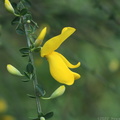 Scotch Broom