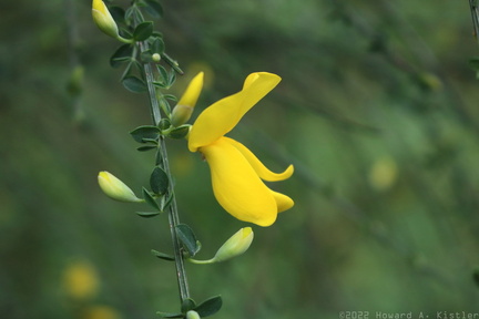 Scotch Broom
