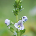 Thyme-leaved Speedwell
