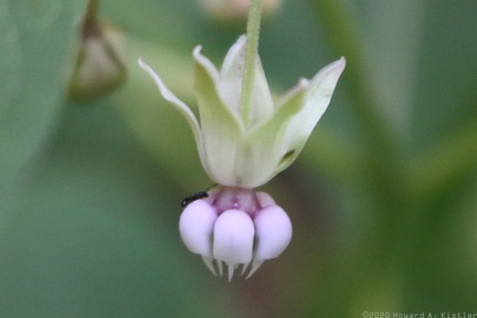 Common Milkweed