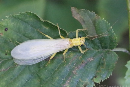 Yellow Stonefly