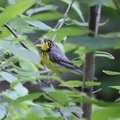 Canada Warbler