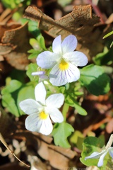 Wild Pansy