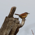 Carolina Wren