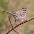 Eastern Song Sparrow