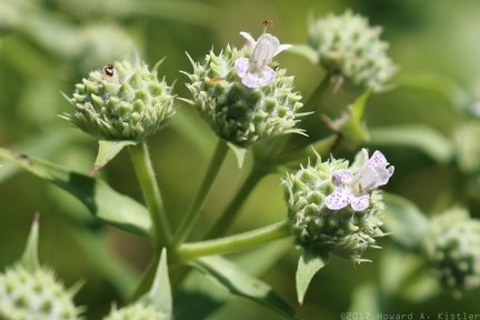 Narrowleaf Mountain Mint