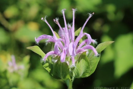Wild Bergamot