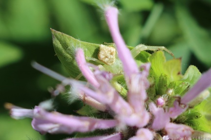 Wild Bergamot & White-banded Crab Spider