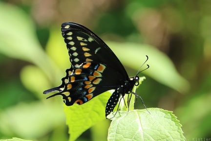 Eastern Black Swallowtail