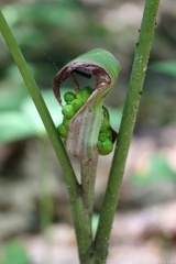 Jack-in-the-Pulpit